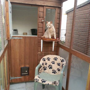 Abbey Lodge Cattery Plymouth